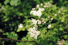 Plante du mois, mai 21 L'AUBEPINE